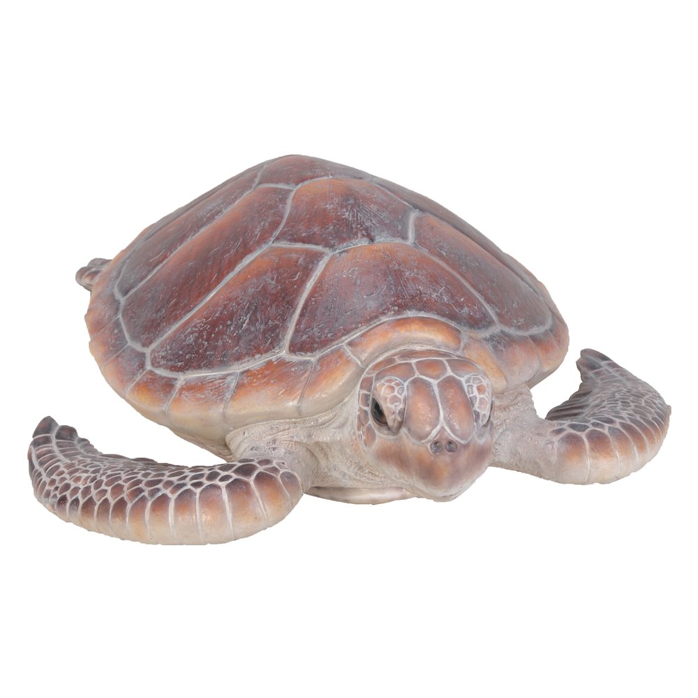 Large Sea Turtle