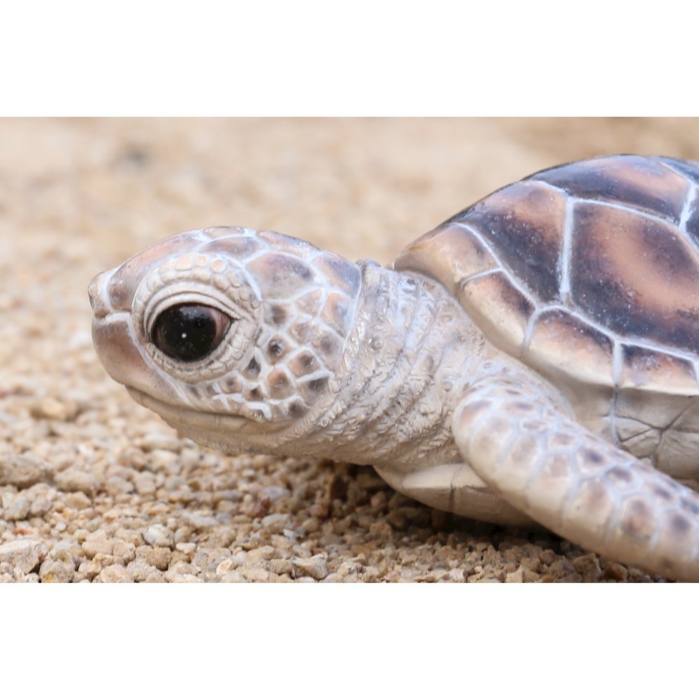 Small Sea Turtle