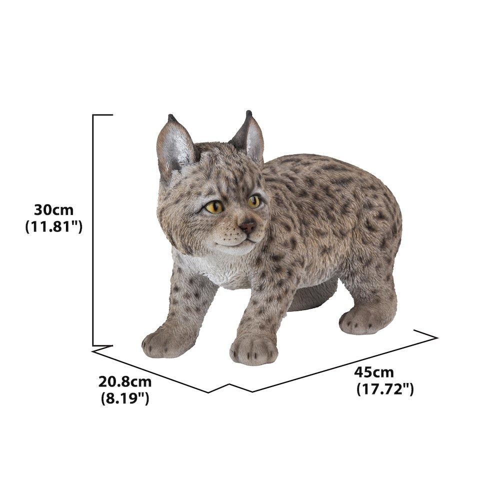 Lynx Kitten