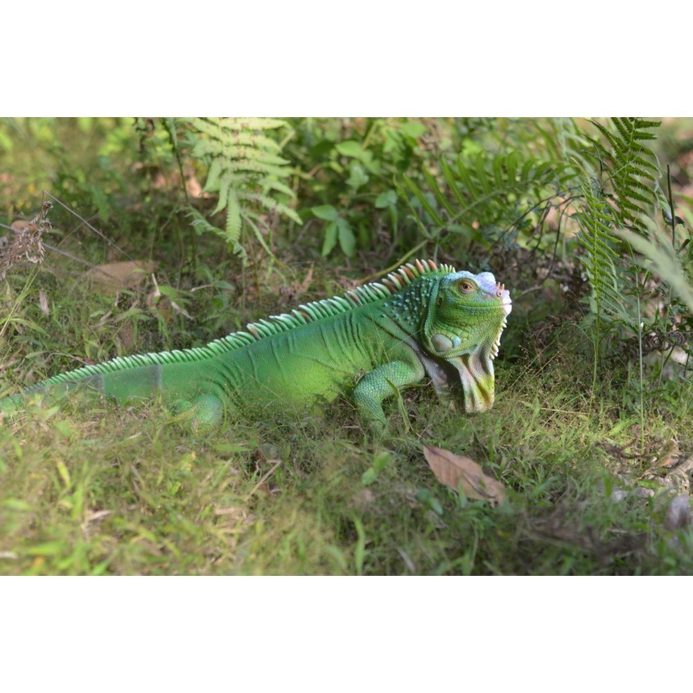 Lizard Iguana