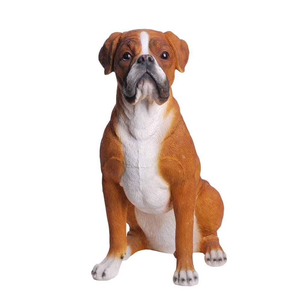 Sitting Boxer