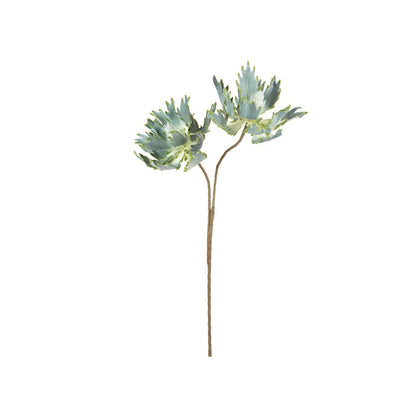 Botanica #2541