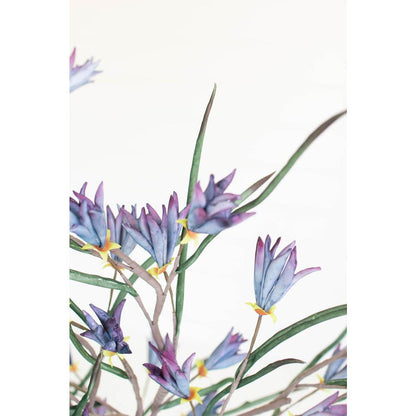 Botanica #3384