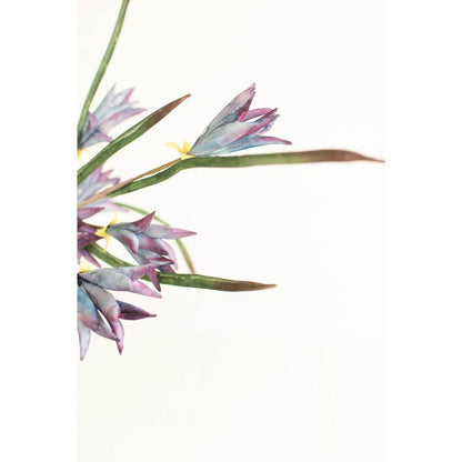 Botanica #3384