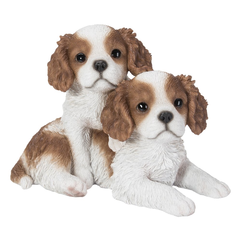 King Charles Puppies Sitting