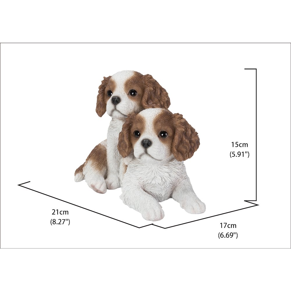 King Charles Puppies Sitting