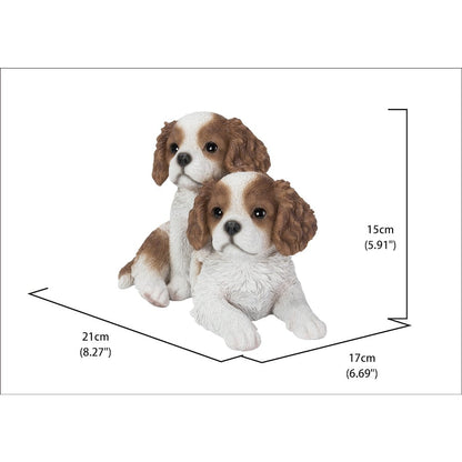 King Charles Puppies Sitting