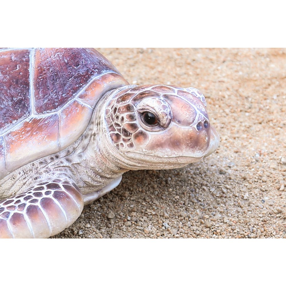 Large Sea Turtle