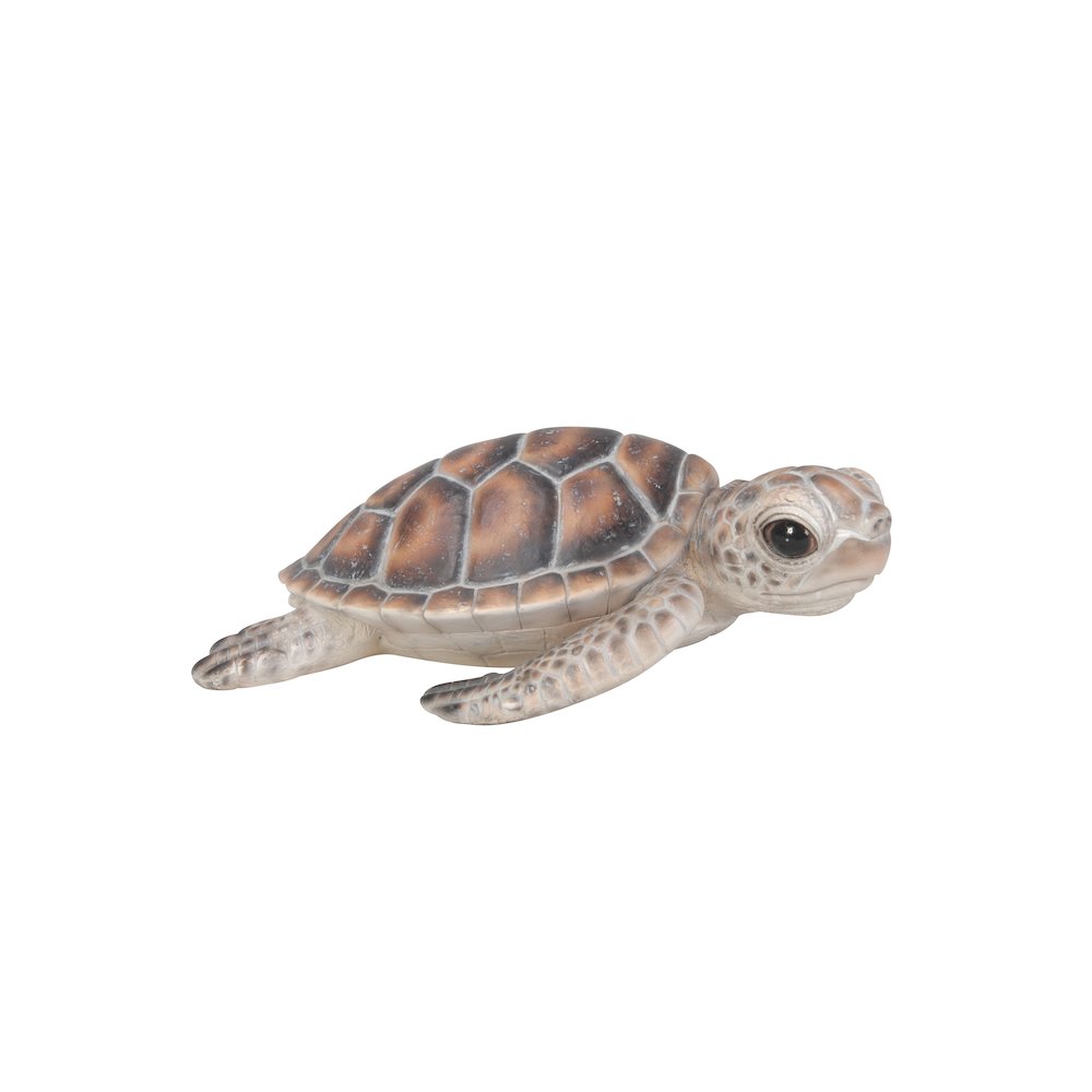 Small Sea Turtle