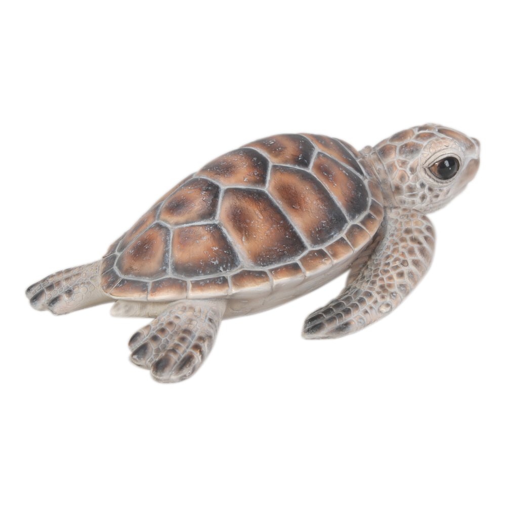 Small Sea Turtle