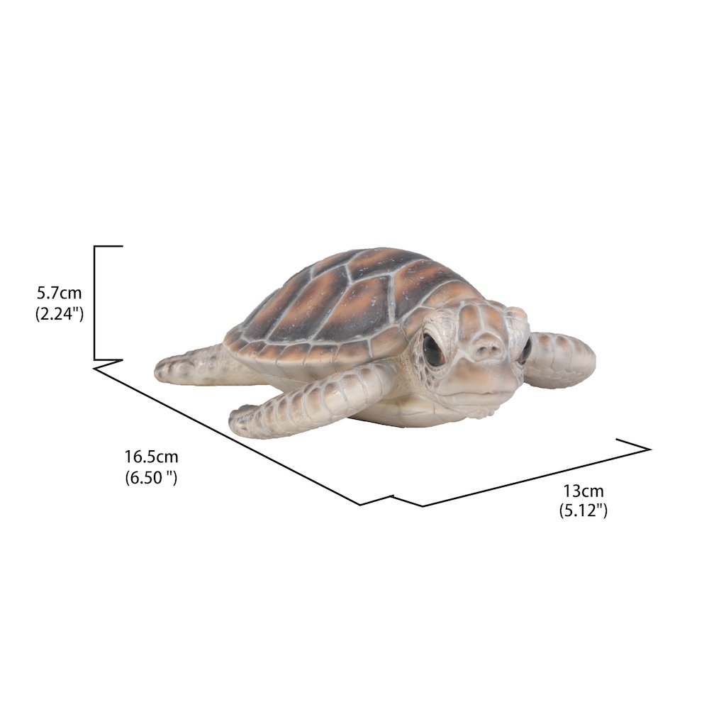 Small Sea Turtle