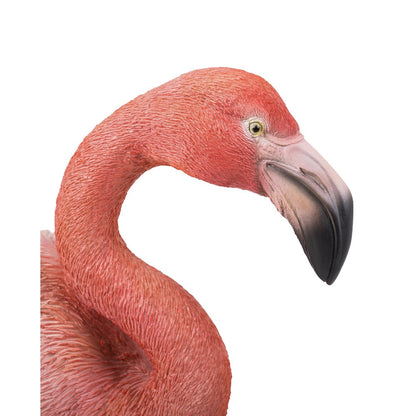 Flamingo Standing