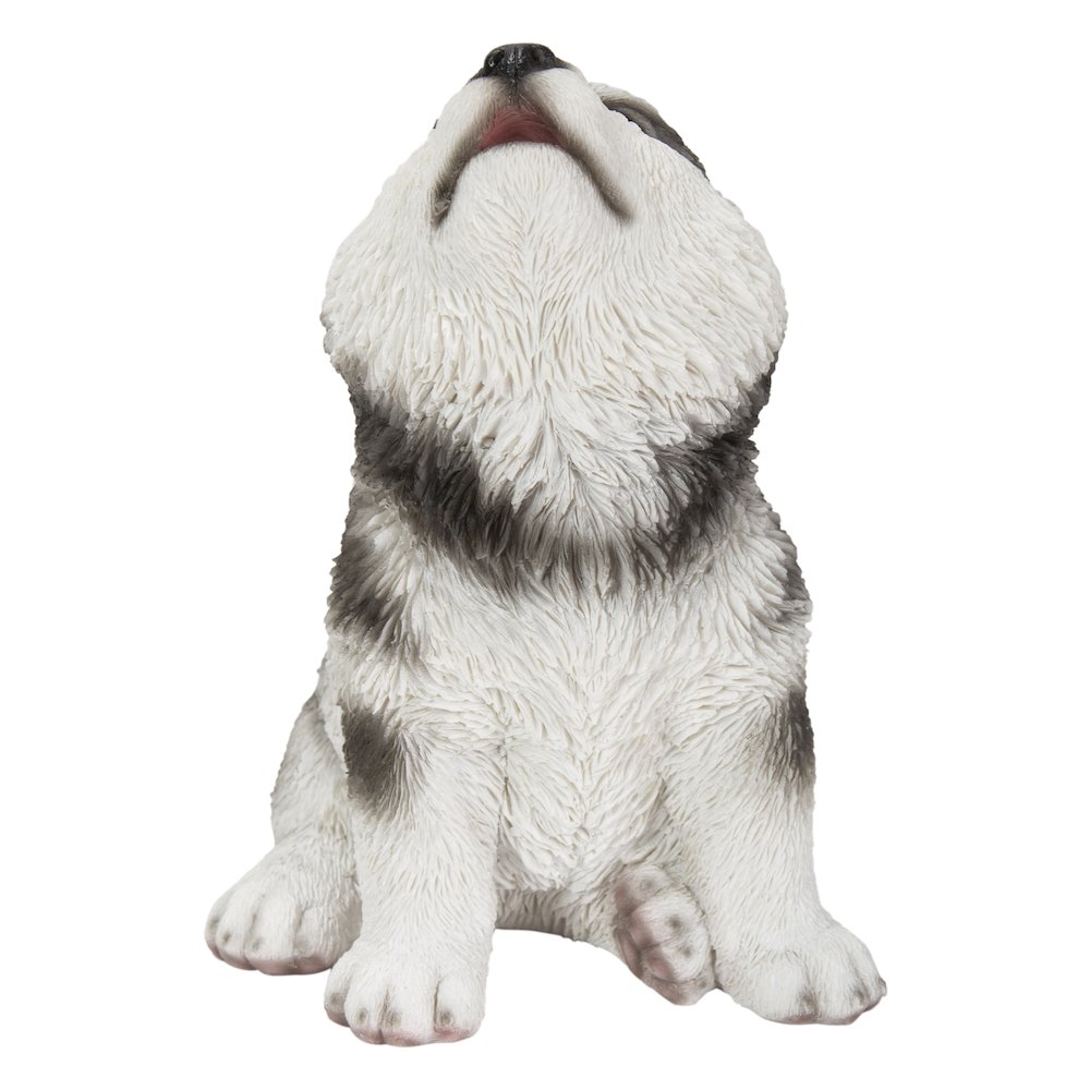 Alaskan Malamute Puppy Howling