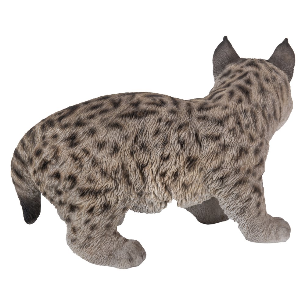 Lynx Kitten