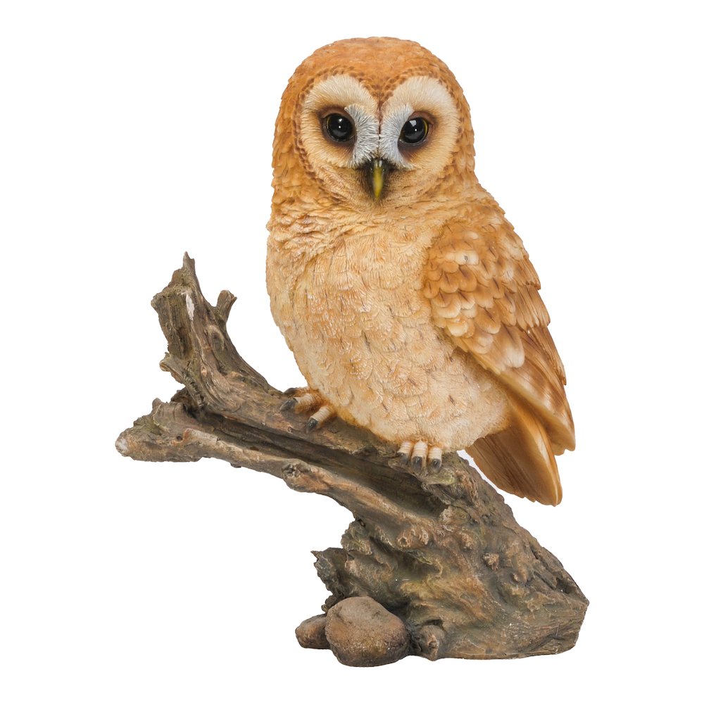 Tawny Owl On Stump
