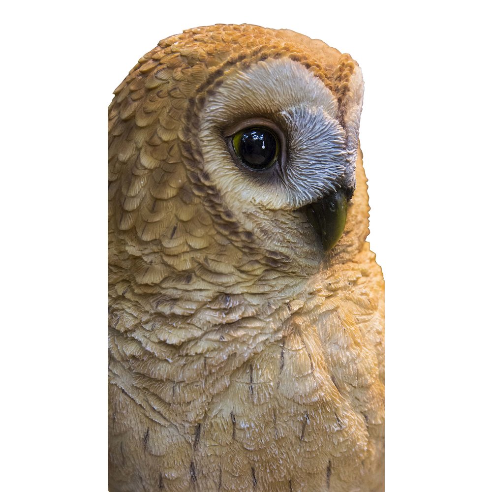 Tawny Owl On Stump