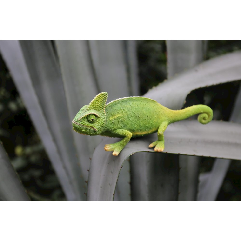 Cameleon