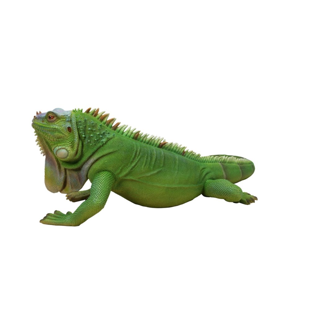 Lizard Iguana