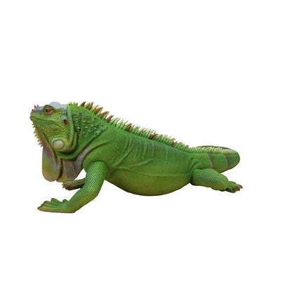 Lizard Iguana