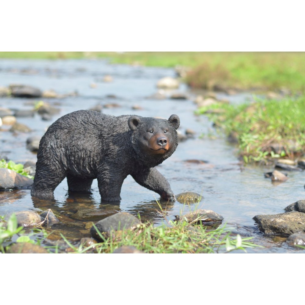 Black Bear Walking