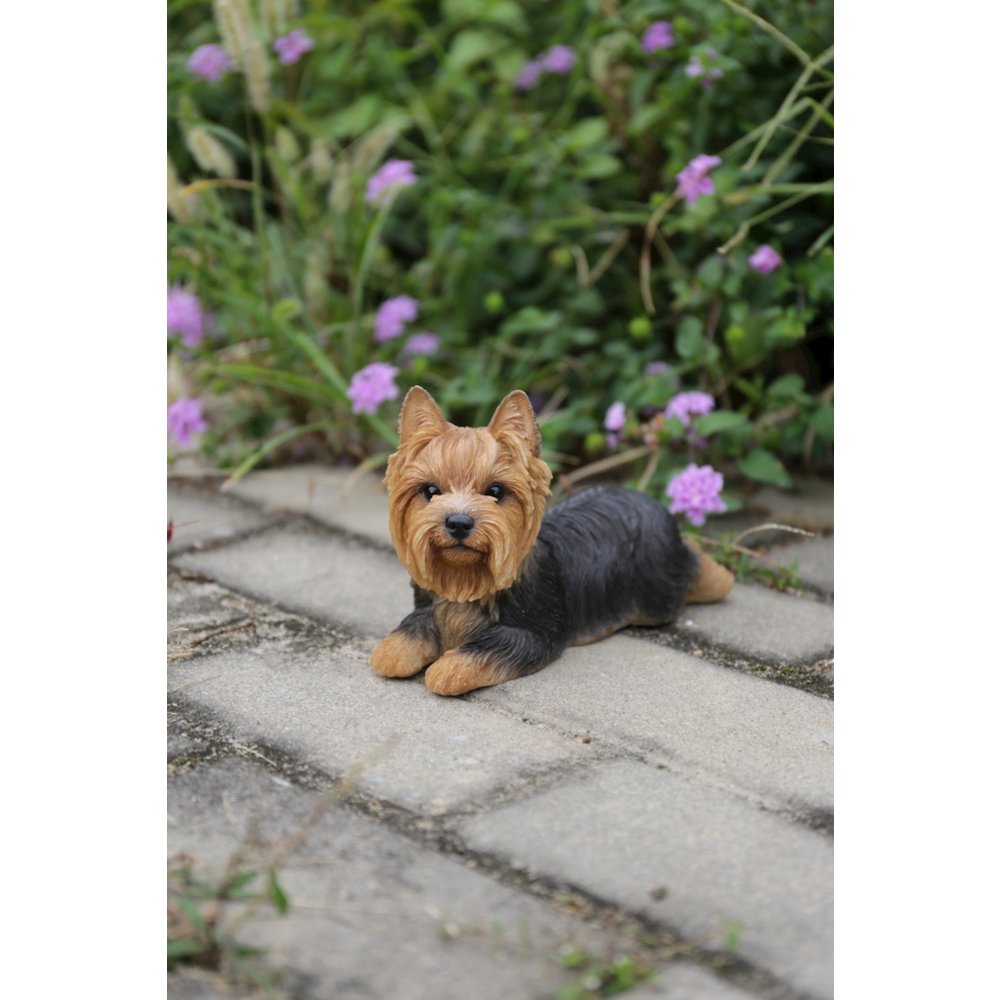 Yorkshire Terrier Lying Down