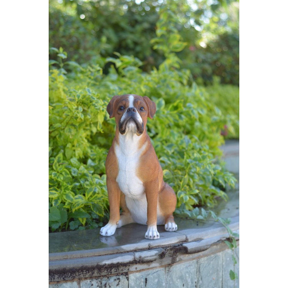 Sitting Boxer
