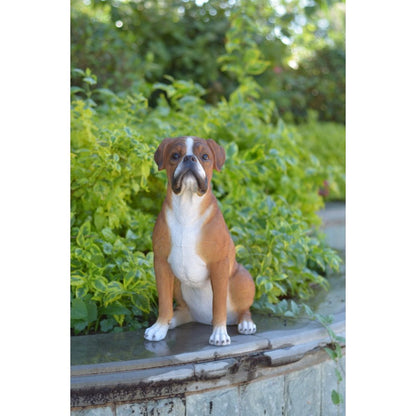 Sitting Boxer