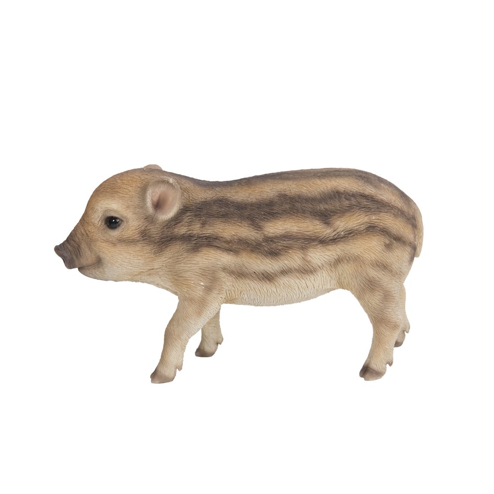 Wild Baby Boar Standing