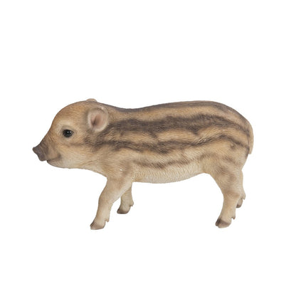 Wild Baby Boar Standing