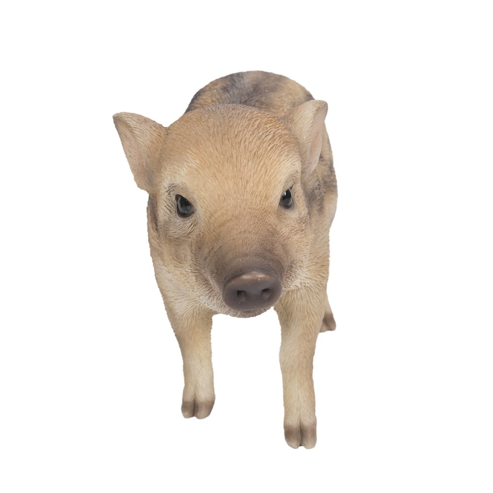 Wild Baby Boar Standing