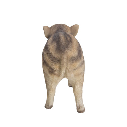 Wild Baby Boar Standing