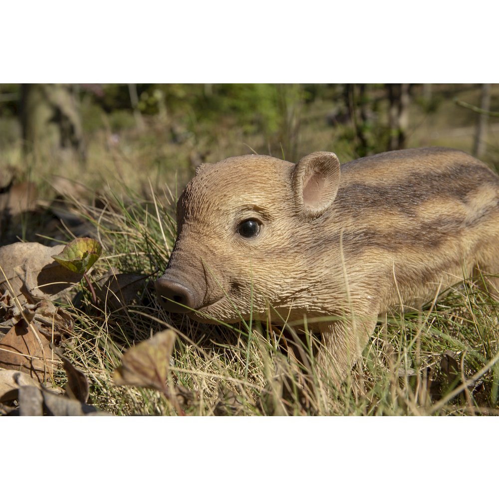 Wild Baby Boar Standing