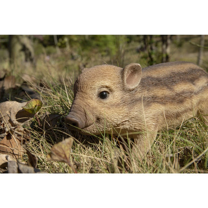Wild Baby Boar Standing