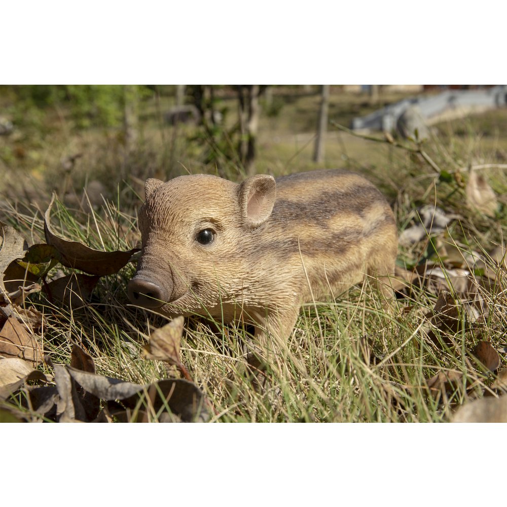 Wild Baby Boar Standing