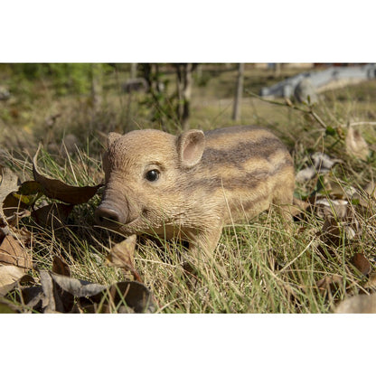 Wild Baby Boar Standing