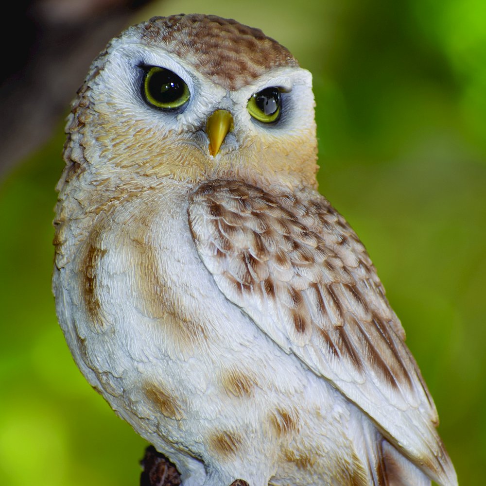 Small Brown Owl On Stump