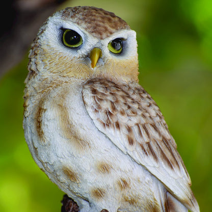 Small Brown Owl On Stump