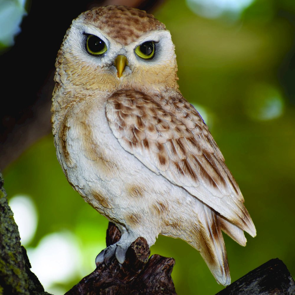 Small Brown Owl On Stump