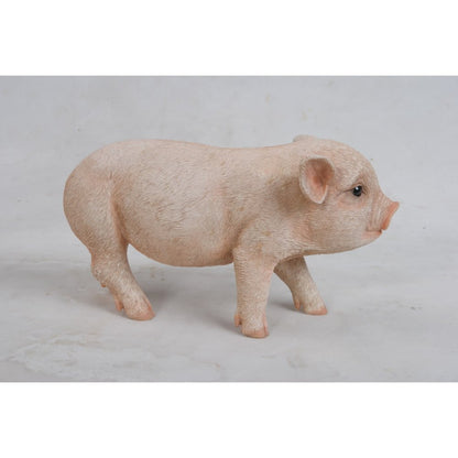 Standing Baby Pig