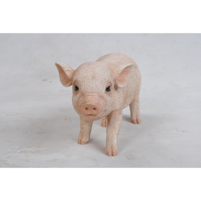 Standing Baby Pig