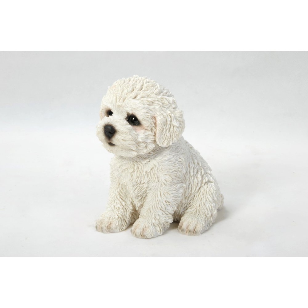 Bichon Frise Puppy