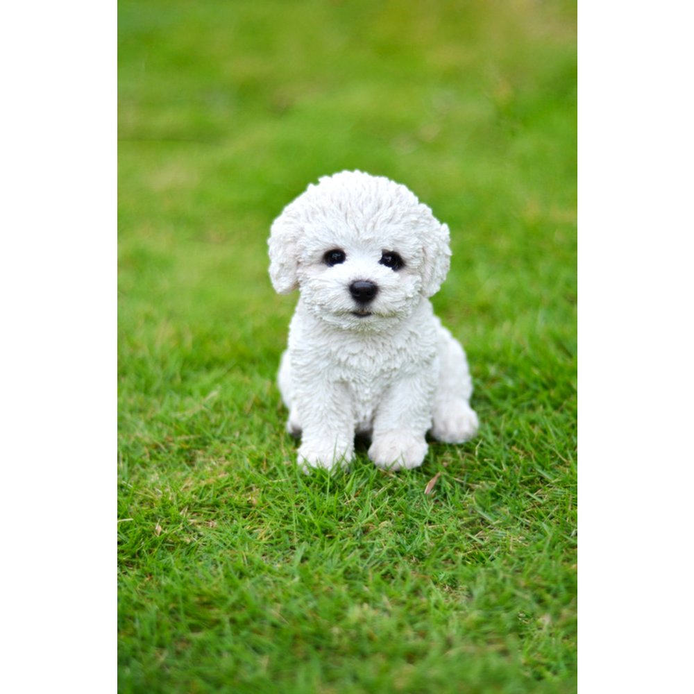 Bichon Frise Puppy