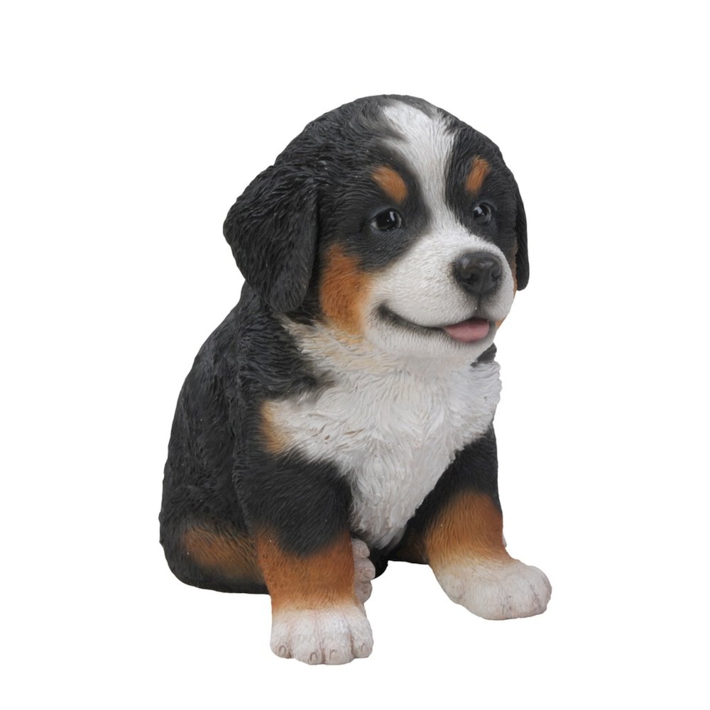 Bernese Mountain Dog Puppy
