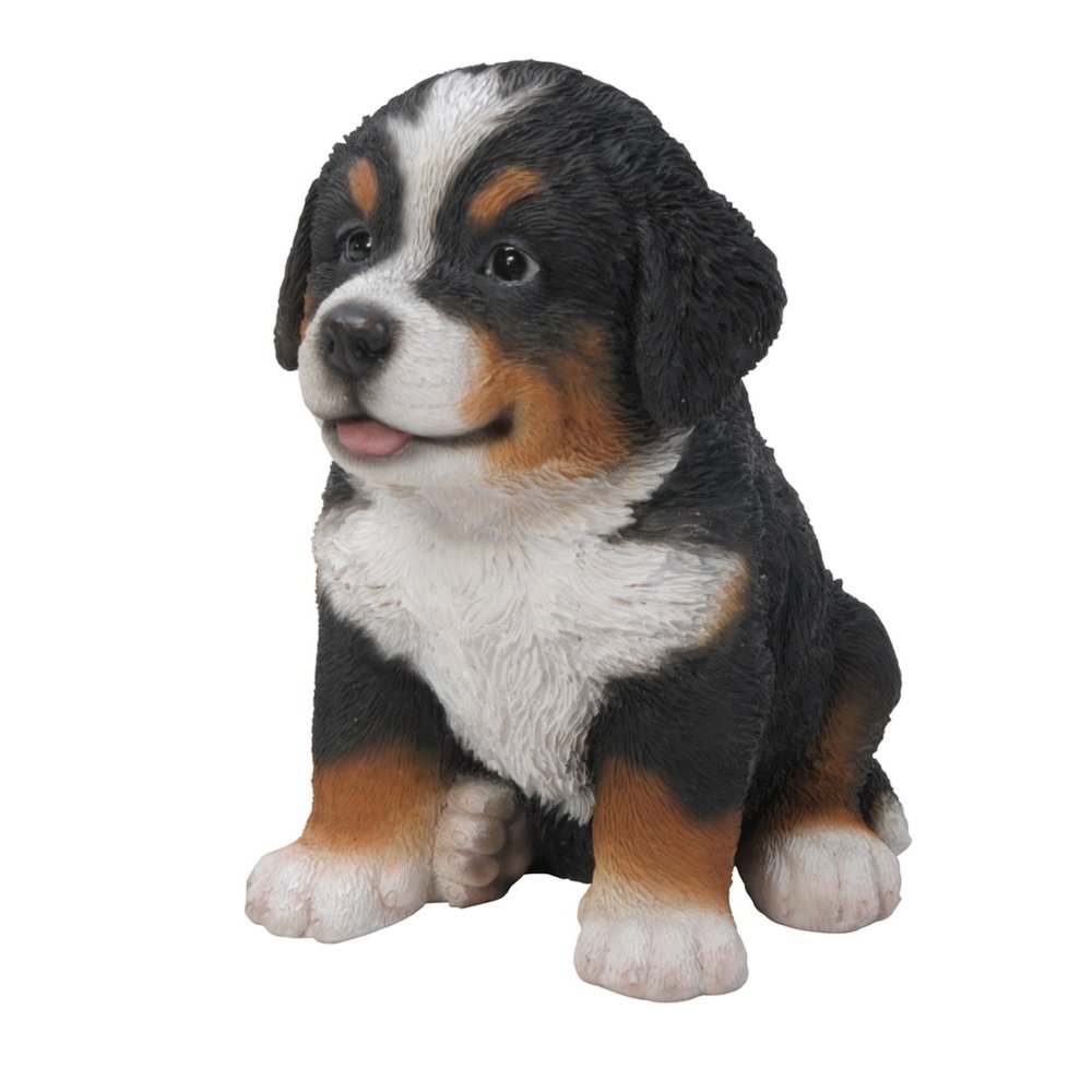 Bernese Mountain Dog Puppy