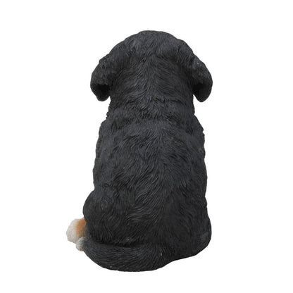 Bernese Mountain Dog Puppy