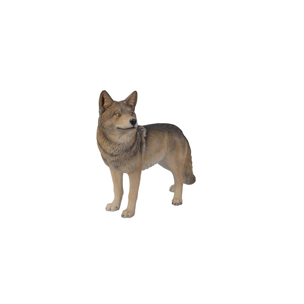 Coyote Standing