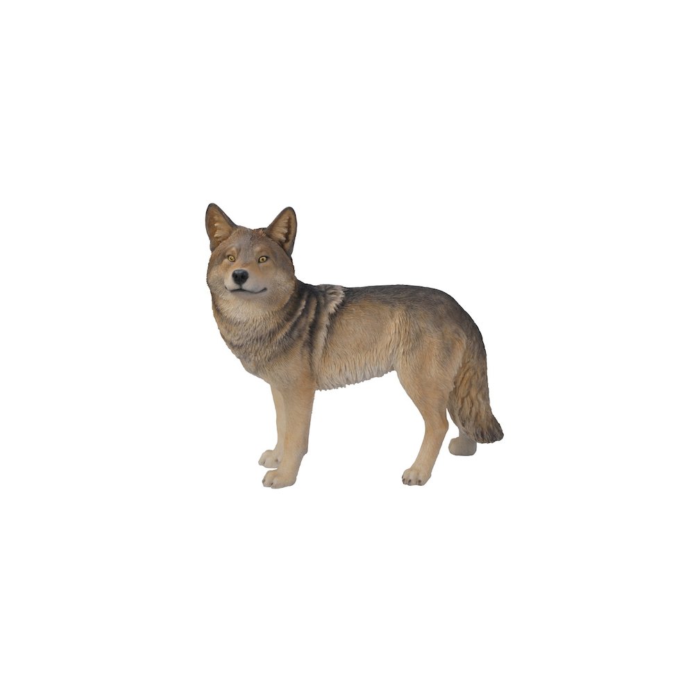 Coyote Standing