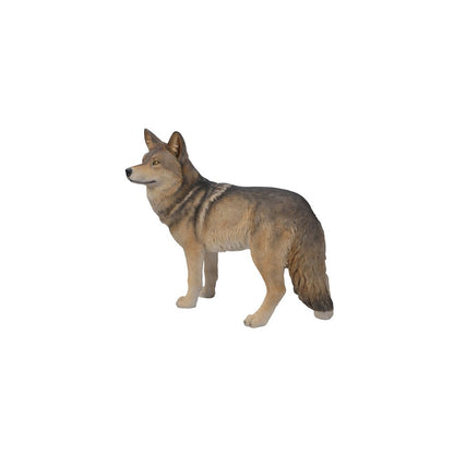 Coyote Standing