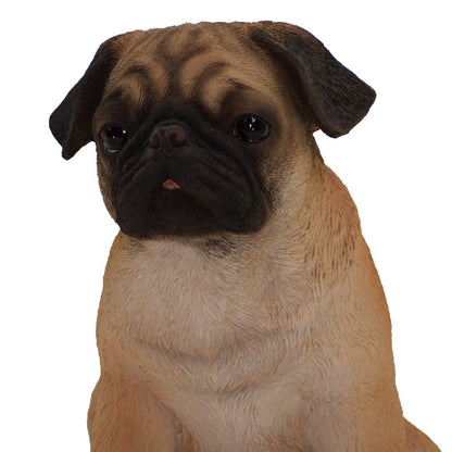 Sitting Pug