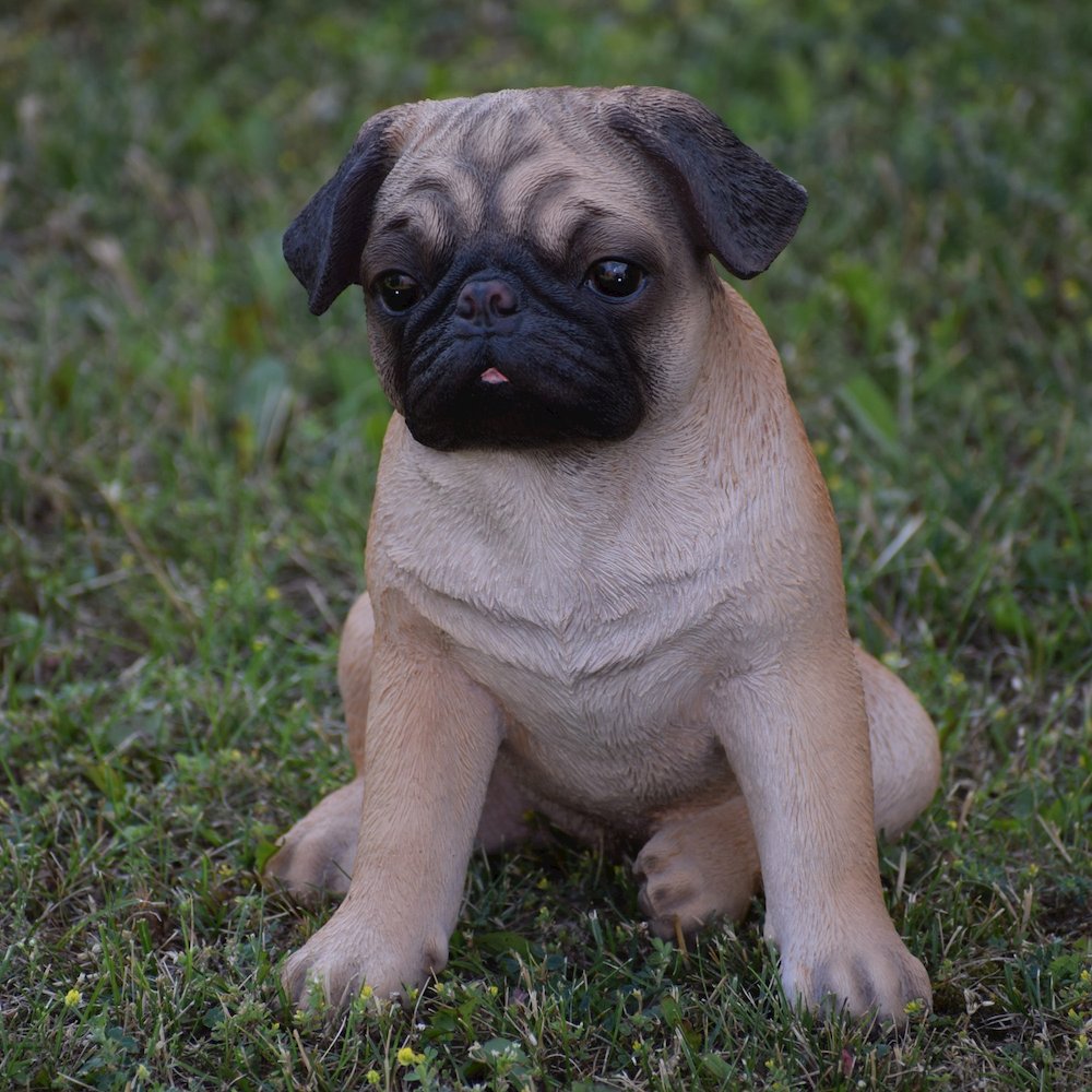 Sitting Pug
